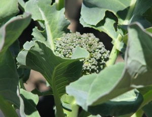 broccoli
