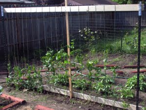Pea Trellis