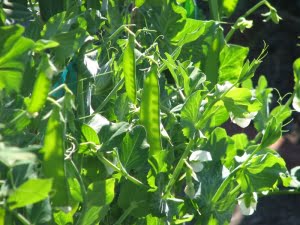 pea pod