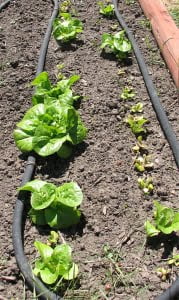 lettuce