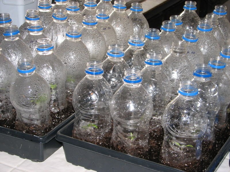 Rows of clear plastic bottles with blue caps, used as mini greenhouses for seedlings in trays of soil, line the garden at Owl Creek Farm.