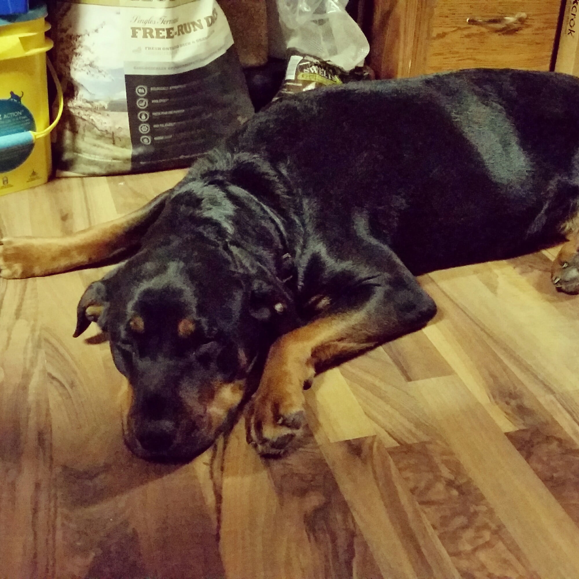 A large black and brown dog is peacefully sleeping on a wooden floor, surrounded by pet food bags from Owl Creek Farm.