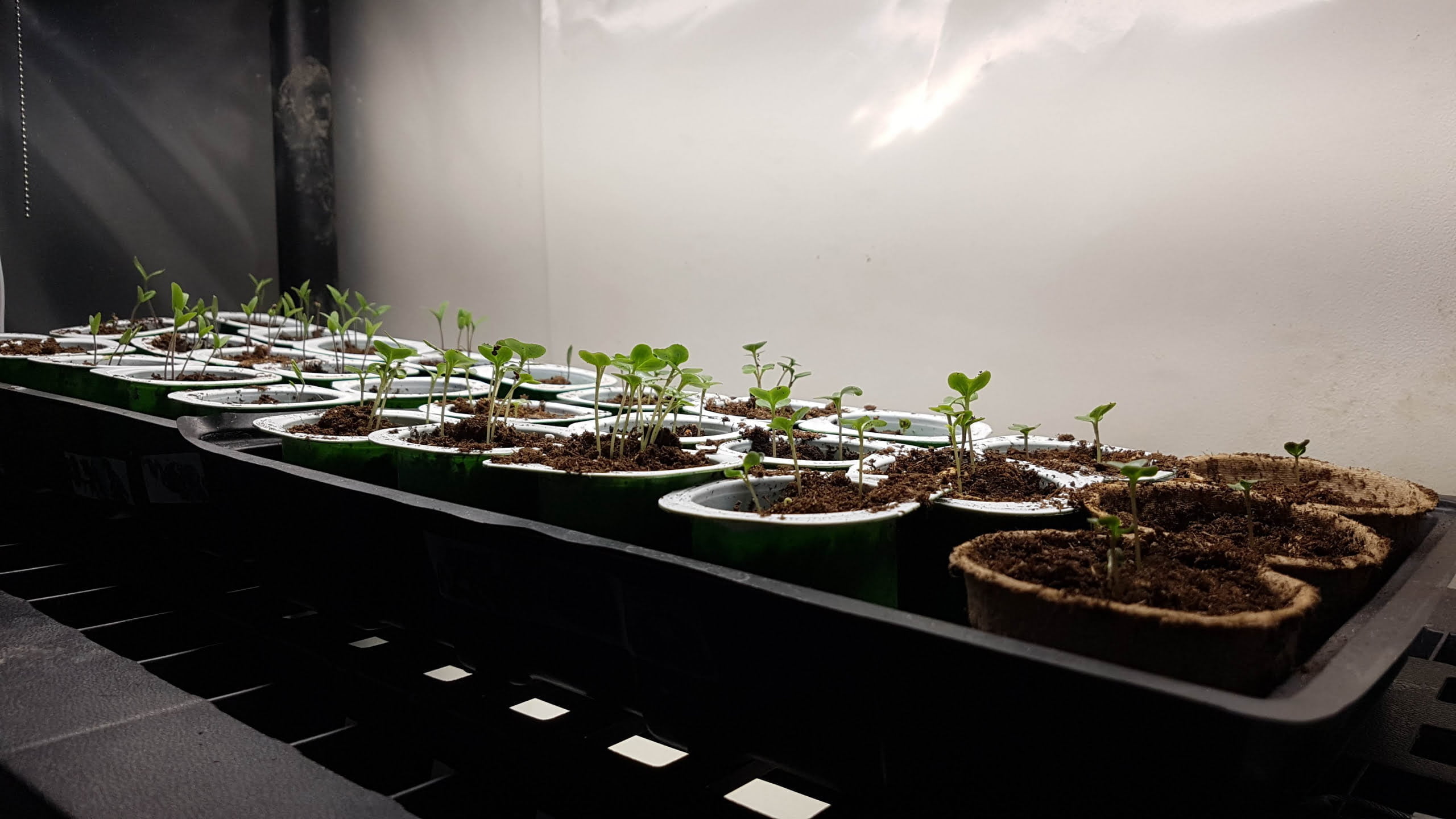 Small seedlings sprouting in multiple pots, arranged on a black tray under a light, proudly nurtured by Owl Creek Farm.