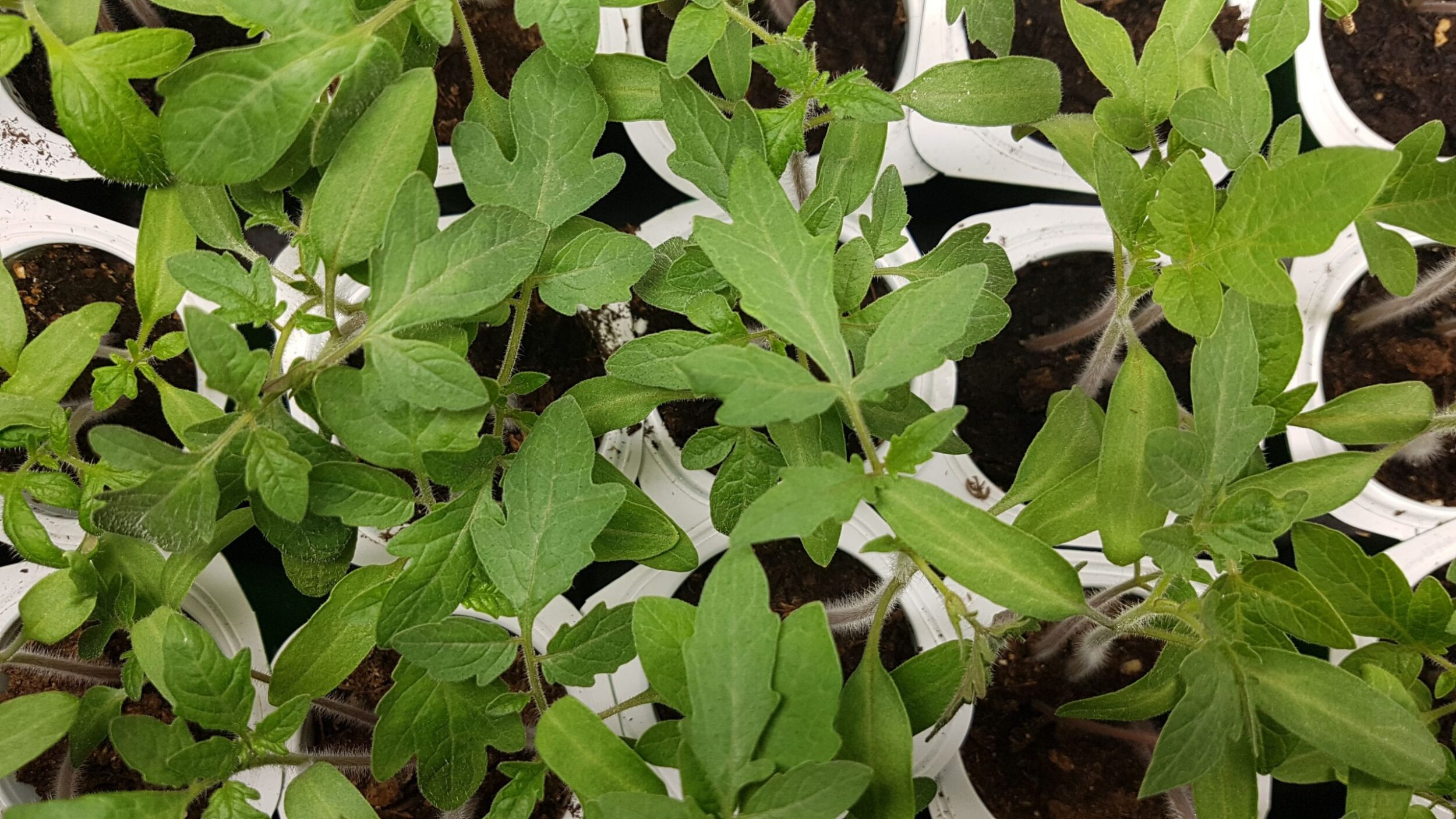 Close-up of green seedlings in small white pots, nurtured by Owl Creek Farm, with dark soil visible.