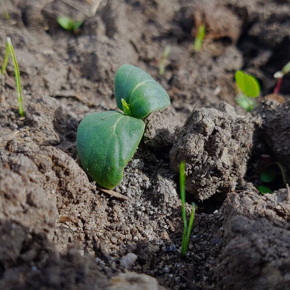Close-up of a small green seedling emerging from dark, textured soil with some grass blades nearby, nurtured to life by Owl Creek Farm.