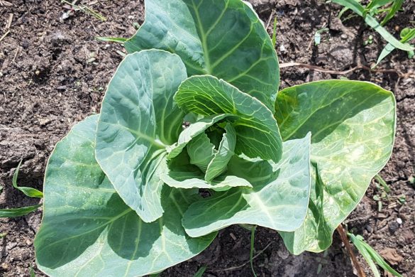 A young cabbage plant from Owl Creek Farm is thriving in the soil, surrounded by broad green leaves and a touch of grass.