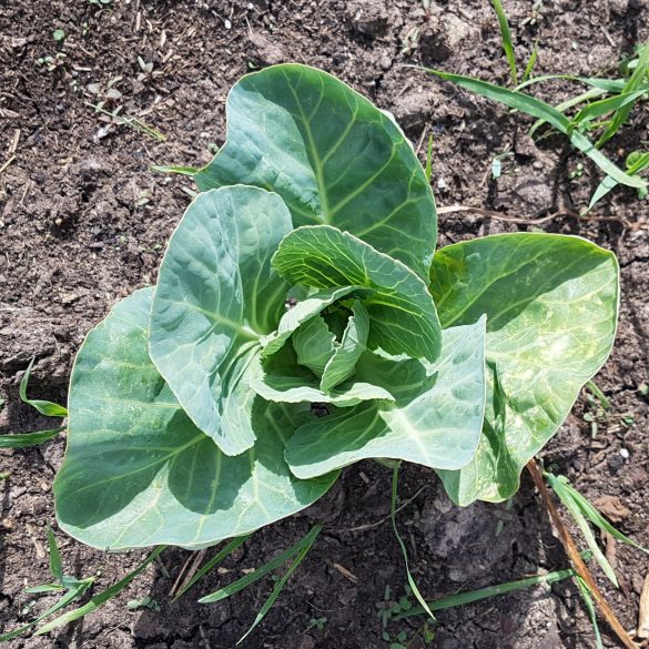 Owl Creek Farm Cabbage 2021