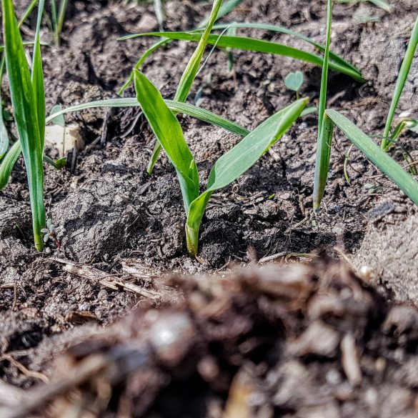 Young green sprouts emerging from the soil in a garden, with a blurred foreground, by Owl Creek Farm.