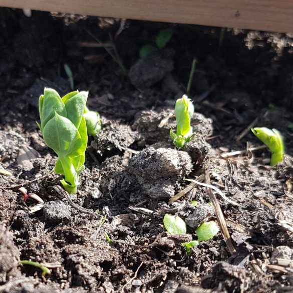 Small green seedlings emerge from the soil under sunlight, nurtured by the expert care of Owl Creek Farm.