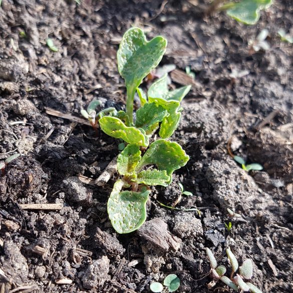 A young green plant sprouting from the dark soil basks in sunlight at Owl Creek Farm.