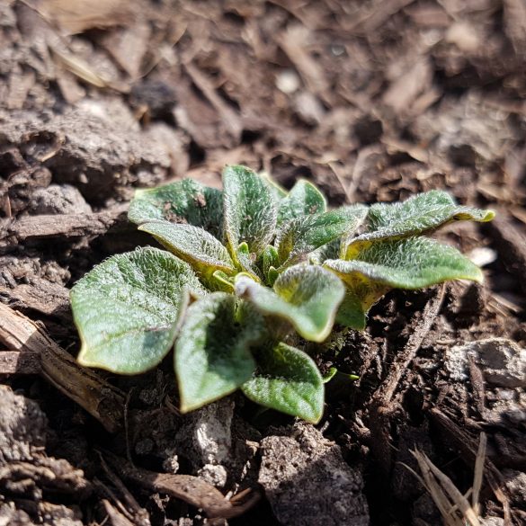 A small green plant with textured leaves is growing in soil, surrounded by dry mulch, nurtured naturally by Owl Creek Farm.
