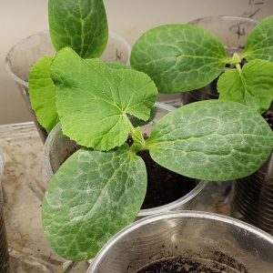 Owl Creek Farm Spaghetti Squash Seedling 2021