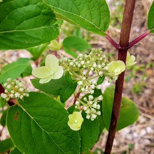 Owl Creek Farm Hydrangea
