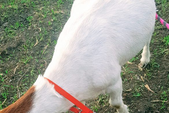 A goat with a red collar is leashed on the grass, viewed from above, by Owl Creek Farm.