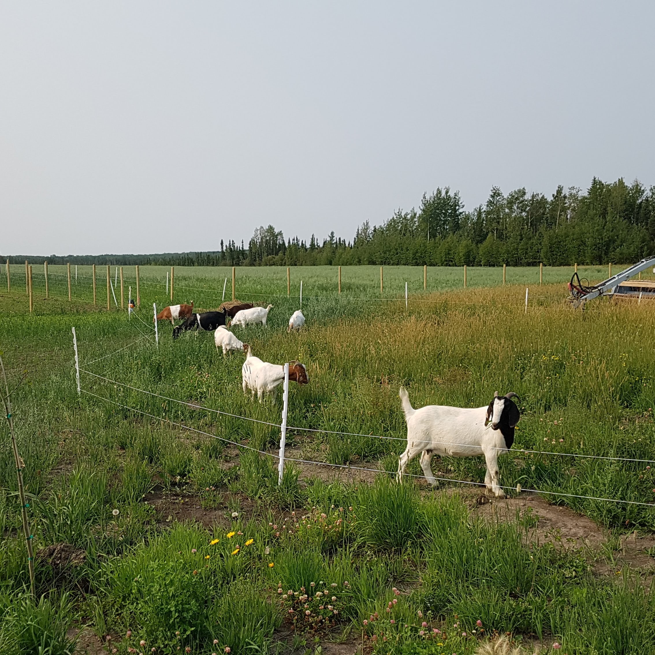 A group of goats grazes peacefully in a fenced, grassy field at Owl Creek Farm, with trees providing a lush backdrop.