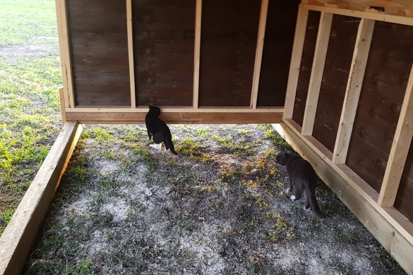 Two cats, fueled by curiosity, explore the interior of an open wooden structure nestled on a lush grassy area by Owl Creek Farm.