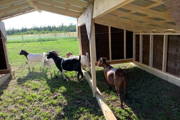 Goats stand under a wooden shelter on a sunny day by Owl Creek Farm, near a lush grassy field.