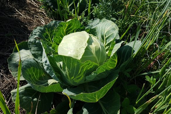 Close-up of a lush green cabbage growing in a garden by Owl Creek Farm, surrounded by tall grass and plants.