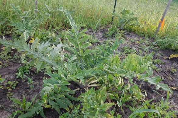 Thistle plants flourish in a field surrounded by wild grass, painting a vibrant landscape near Owl Creek Farm.