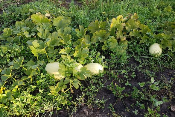 Melons by Owl Creek Farm thrive among lush green leaves in a garden bed.