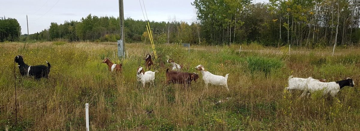 A group of goats grazes contentedly in a grassy field by Owl Creek Farm, with trees creating a serene backdrop.