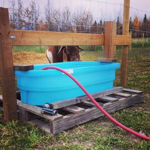Owl Creek Farm Goat Water Tank