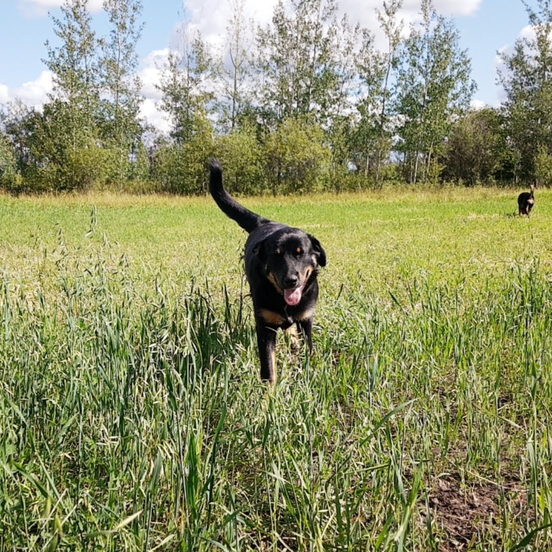 A black dog strolls through a grassy field at Owl Creek Farm, surrounded by trees and a partly cloudy sky.