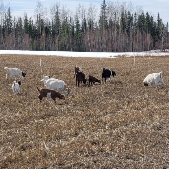 Owl Creek Farm 2022 Goats in Electric Fencing