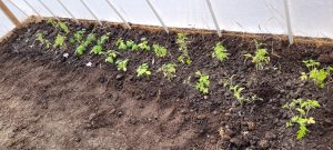 Owl Creek Farm vegetable seedlings in a new greenhouse April 2023