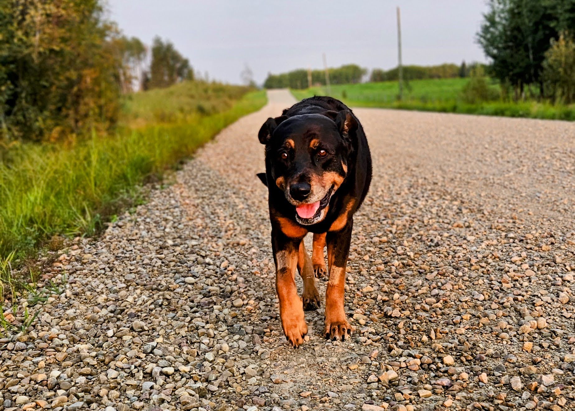 Owl Creek Farm, Artemis the rottweiler on a walk post-splenectomy.