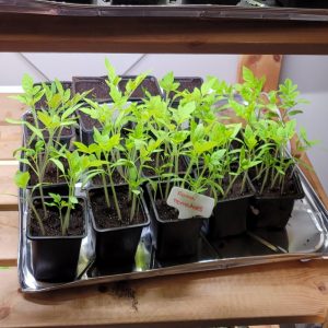 Owl Creek Farm tomato seedlings 2024