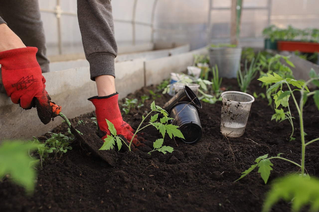 Free Stock Image of Tomato Gardening | Owl Creek Farm