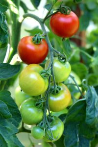 Free Stock Image of Tomato Gardening | Owl Creek Farm