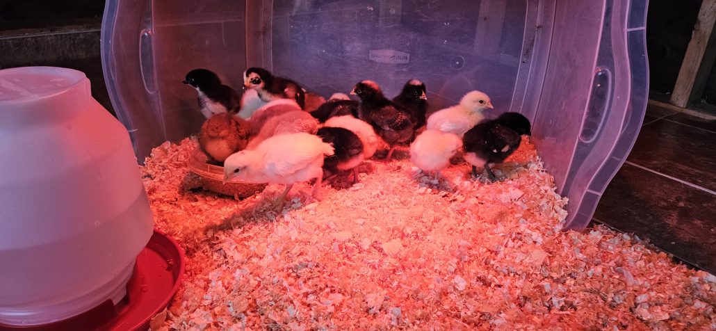Owl Creek Farm 2024 Chickens