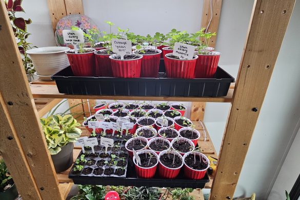 Owl Creek Farm 2024 Garden