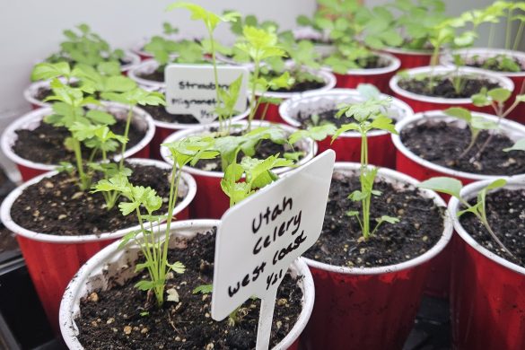 Owl Creek Farm 2024 Garden