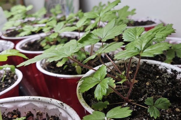 Owl Creek Farm 2024 Garden