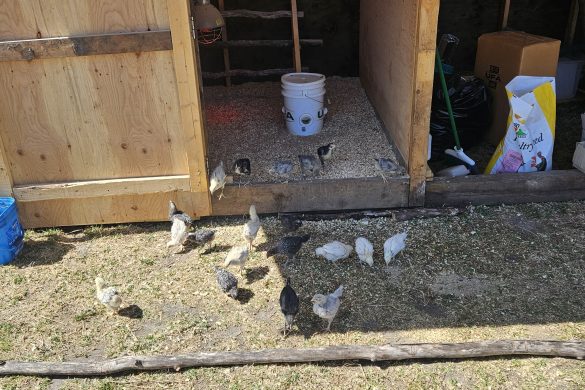 Owl Creek Farm 2024 Chickens