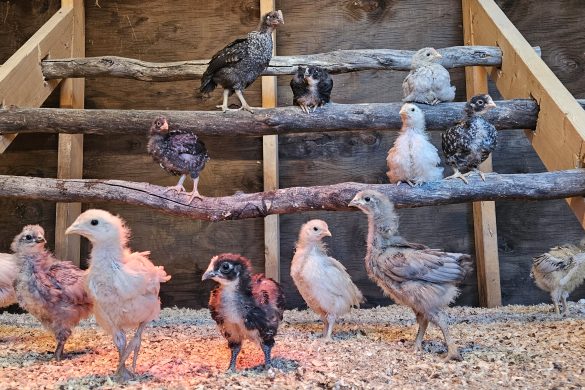Owl Creek Farm 2024 Chickens
