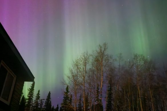 Owl Creek Farm 2024 Northern Lights