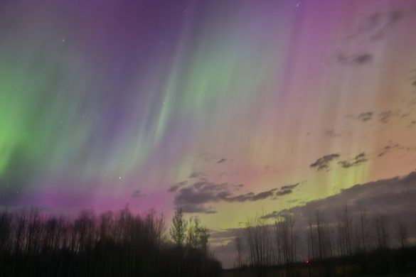 Owl Creek Farm 2024 Northern Lights