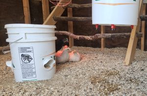 Owl Creek Farm Chickens 2024