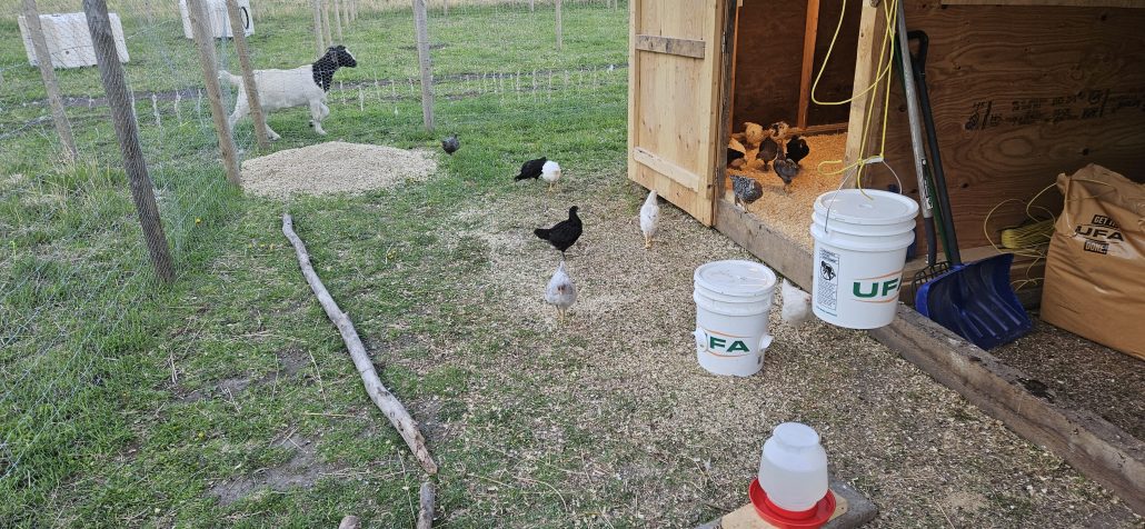 Owl Creek Farm 2024 Chickens