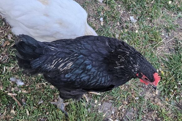 Owl Creek Farm Chickens 2024