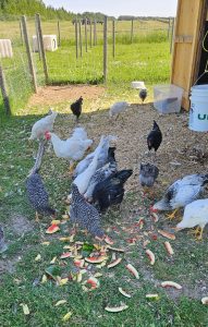 Owl Creek Farm 2024 Chickens
