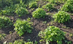 An image of strawberry plants in a garden by owlcreek.ca
