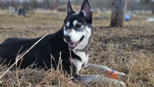 a husky dog named Storm