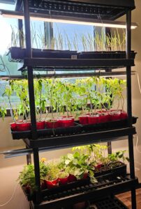 a shelving unit with grow lights and plants waiting to go in the garden